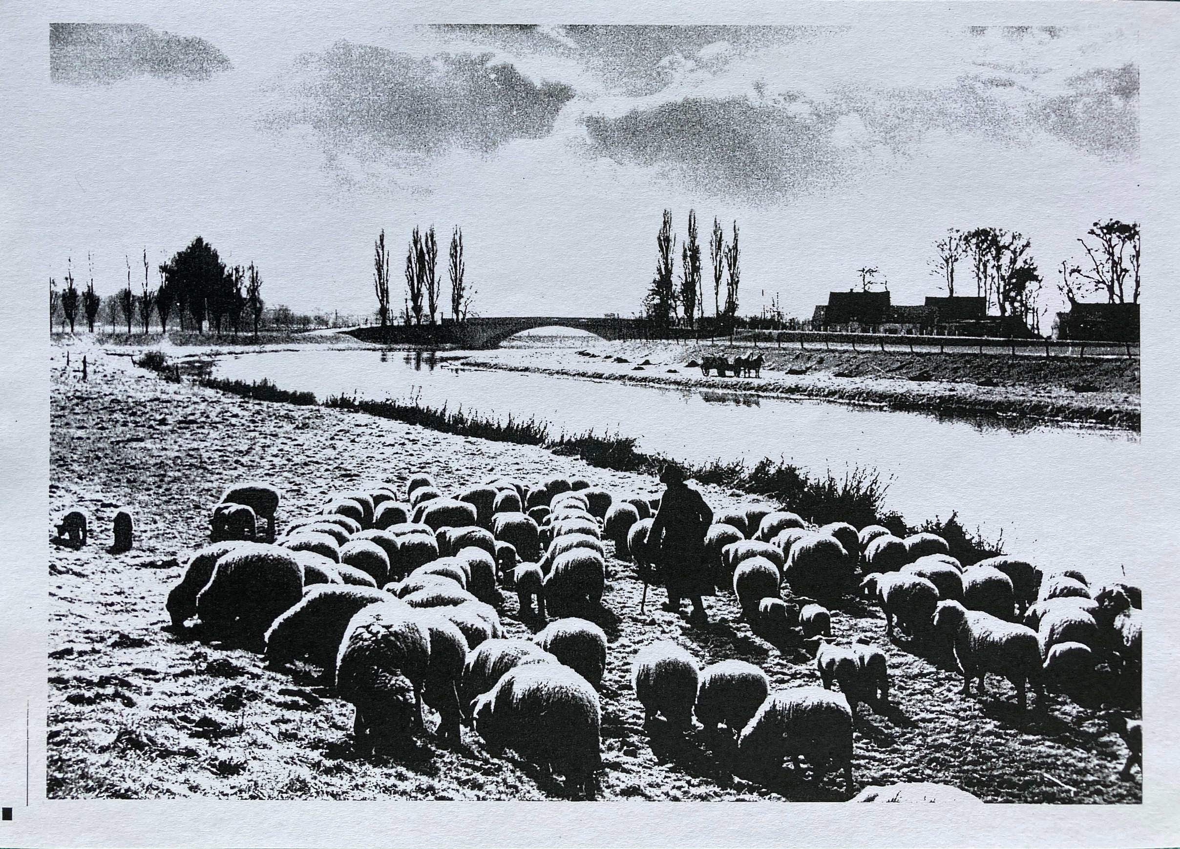 Schäfer an der Werre, 1954