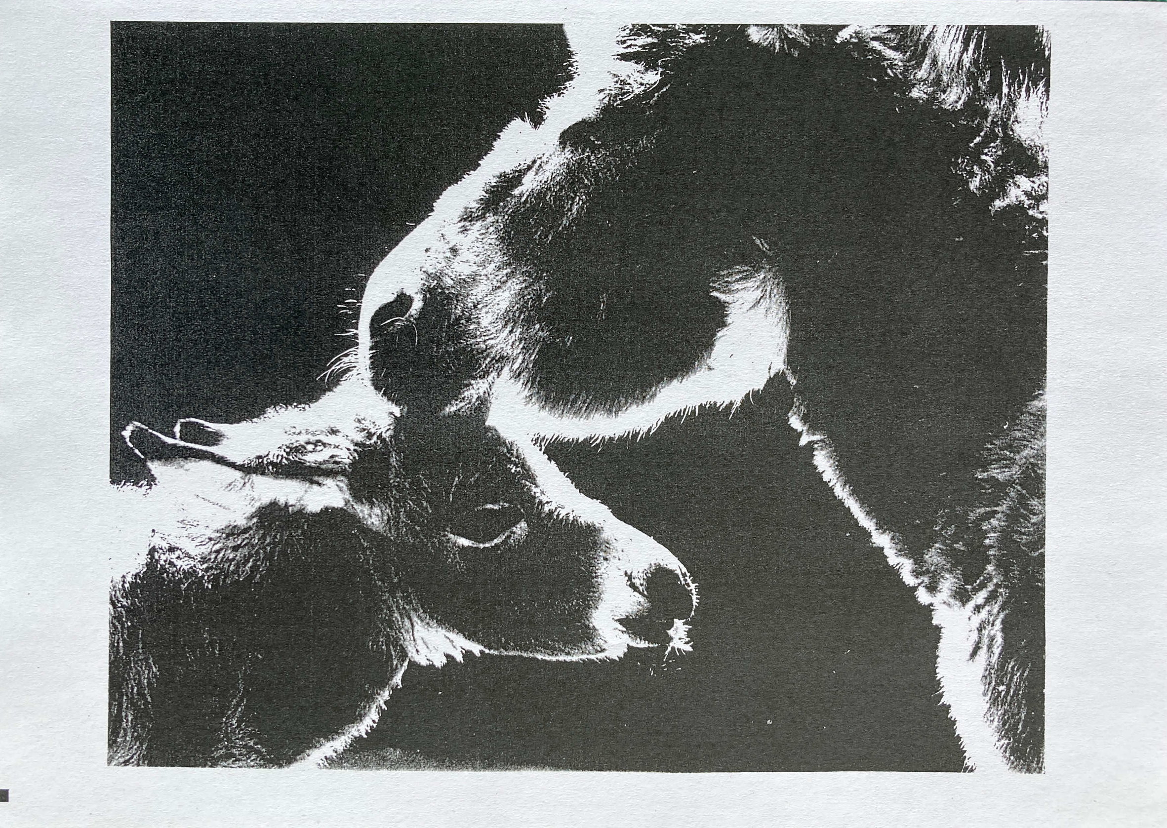 Tierportrait im Herforder Tierpark, 1982