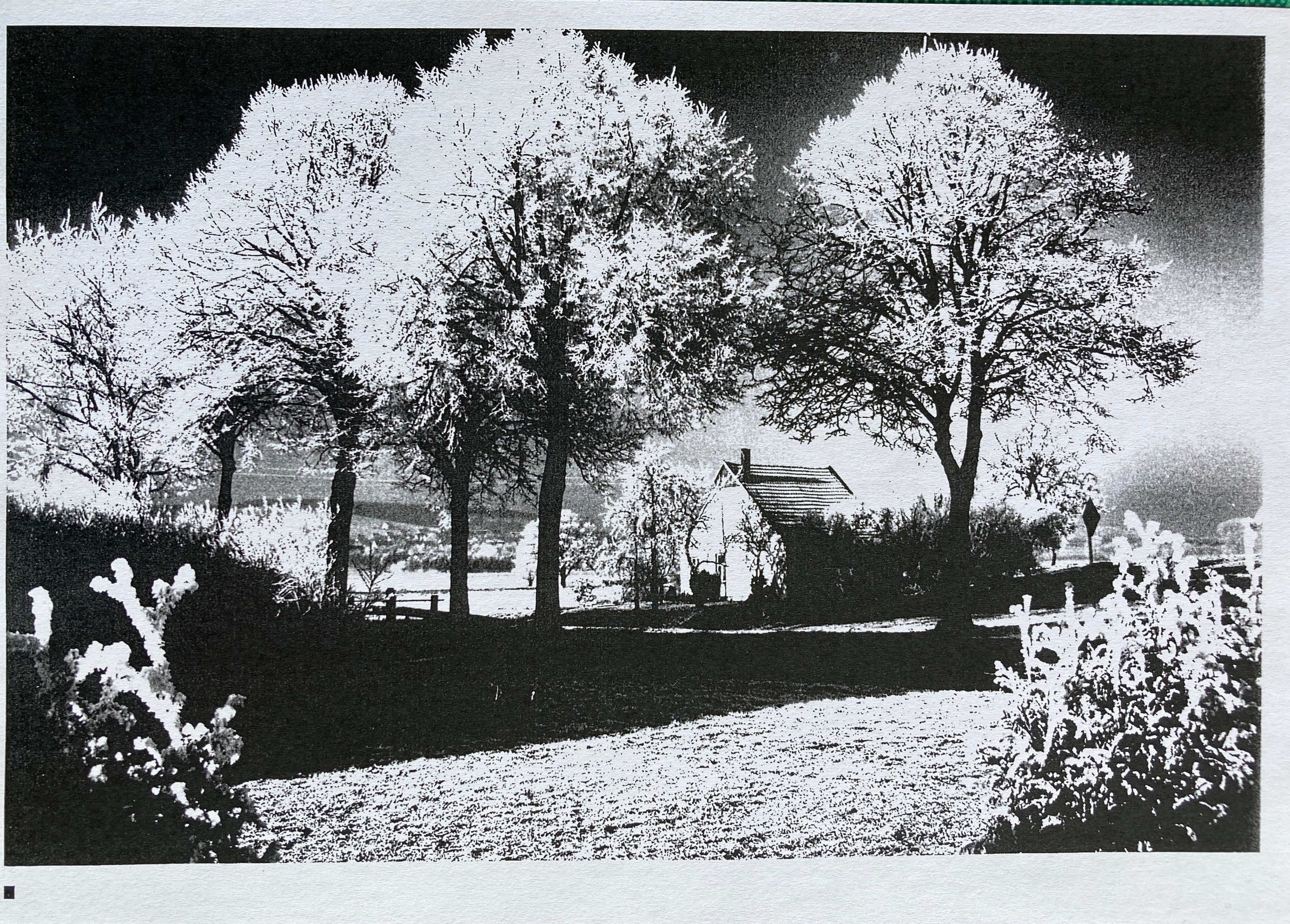 Rauhreif in Schweicheln, 1982