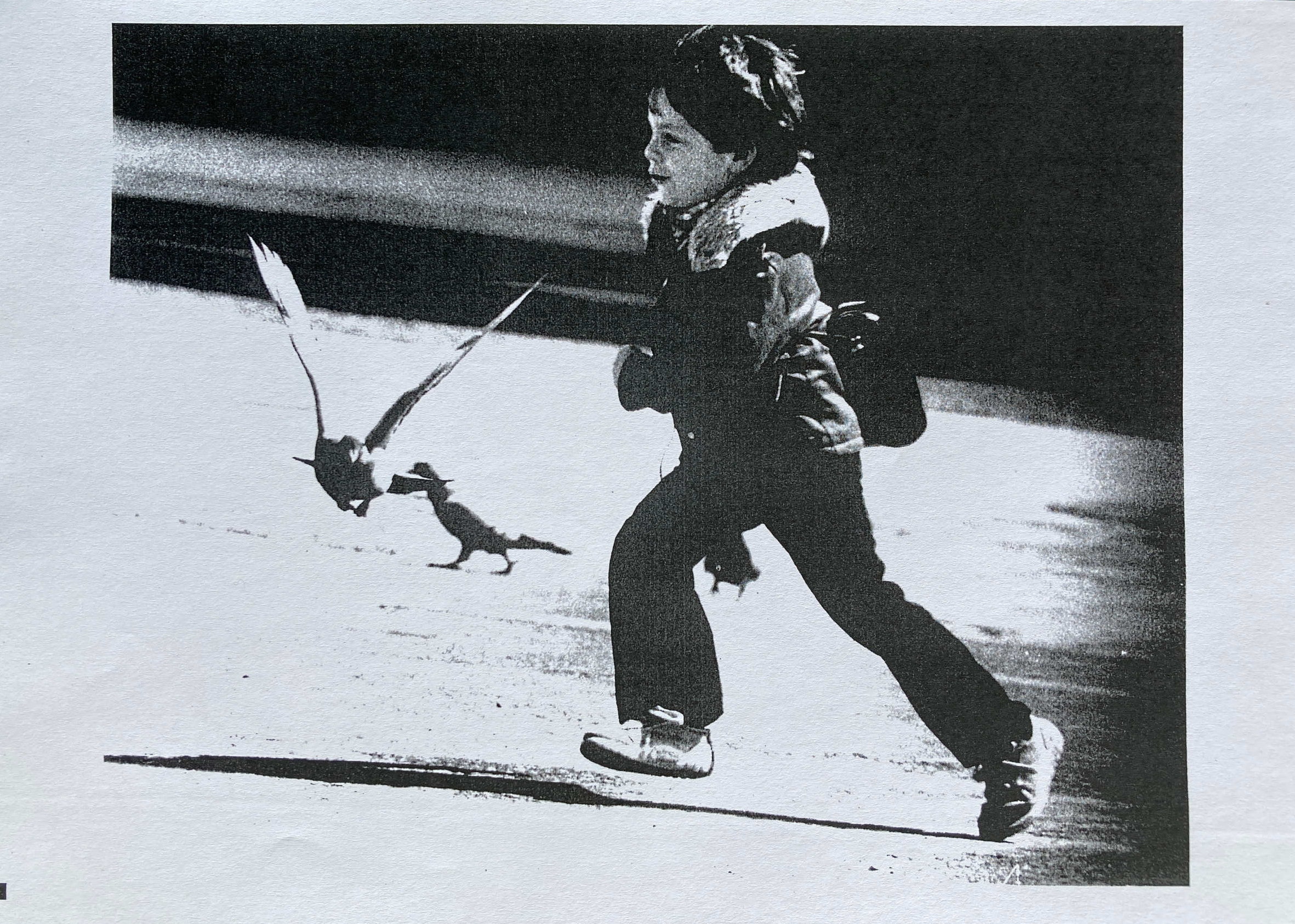 Junge mit Taube, 1981